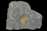 Orange Declivolithus Trilobite - Mecissi, Morocco #101785-1